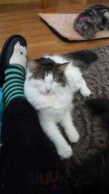 ネコカフェ キャットテイル