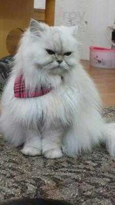 ネコカフェ キャットテイル