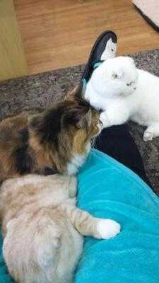 ネコカフェ キャットテイル