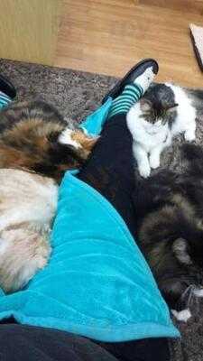 ネコカフェ キャットテイル