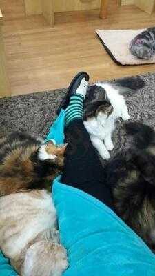 ネコカフェ キャットテイル