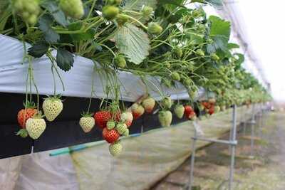 フルーツランド白根グレープガーデン ジェラートショップmellow