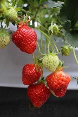 フルーツランド白根グレープガーデン ジェラートショップmellow