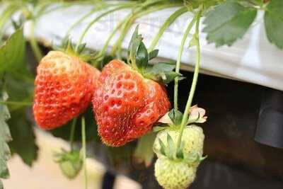 フルーツランド白根グレープガーデン ジェラートショップmellow