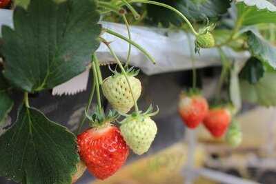 フルーツランド白根グレープガーデン ジェラートショップmellow