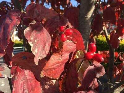 レストラン プルミエ