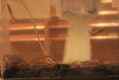 天婦羅 ほり川 ホテルニューオータニ店