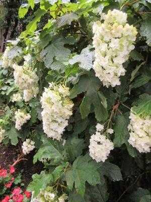 ピエール エルメ パリ ホテルニューオータニ