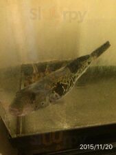 七ふく神 東心斎橋店