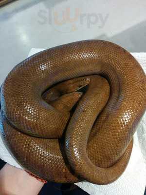 アメリカ村 スネークカフェ