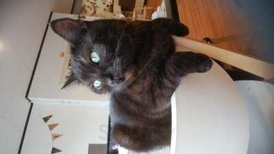 ラグドール なんば店