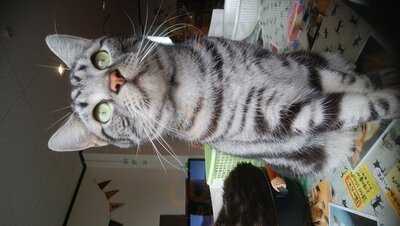 ラグドール なんば店