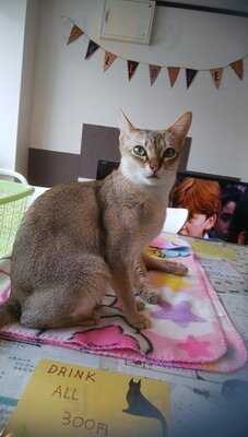 ラグドール なんば店