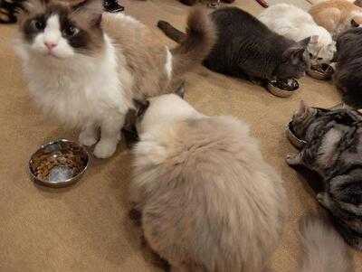 ラグドール なんば店