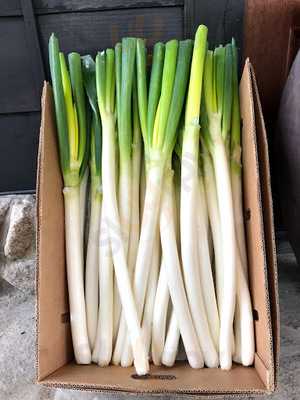 トラットリア ノラ クチーナ 新潟鐙店