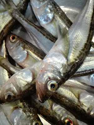 天ぷら処 こさか