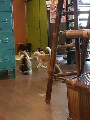 猫cafeぐるぐる堂