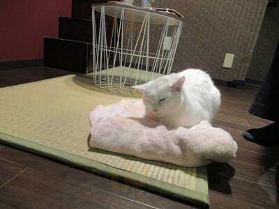 猫cafeぐるぐる堂