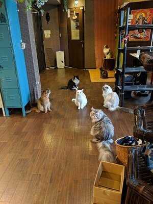 猫cafeぐるぐる堂