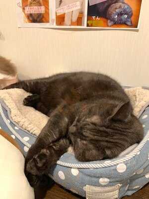 猫カフェ ラグドール 千日前店