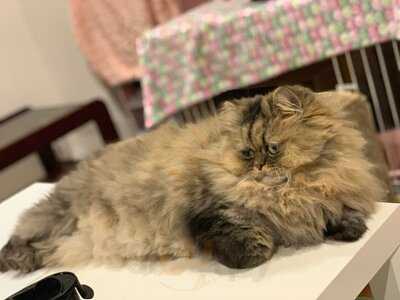 猫カフェ ラグドール 千日前店