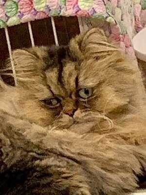 猫カフェ ラグドール 千日前店