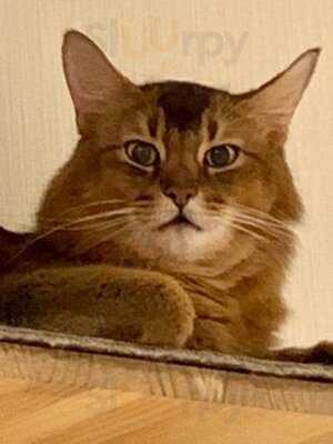 猫カフェ ラグドール 千日前店