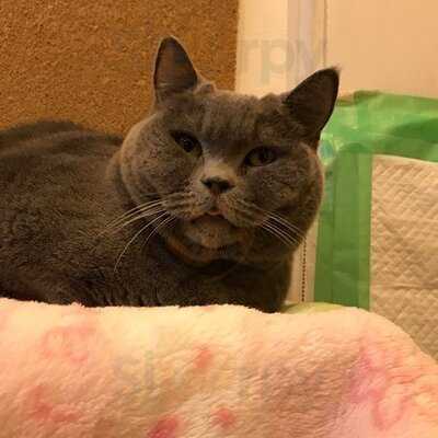 猫カフェ ラグドール 千日前店