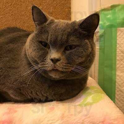 猫カフェ ラグドール 千日前店