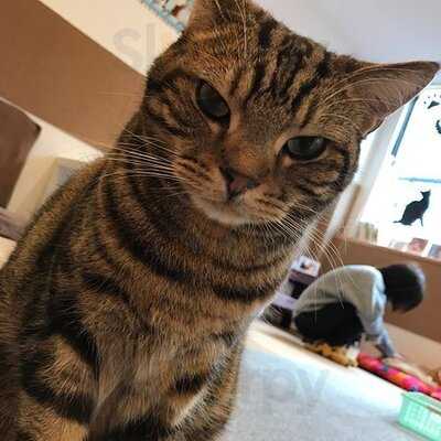 猫カフェ ラグドール 千日前店