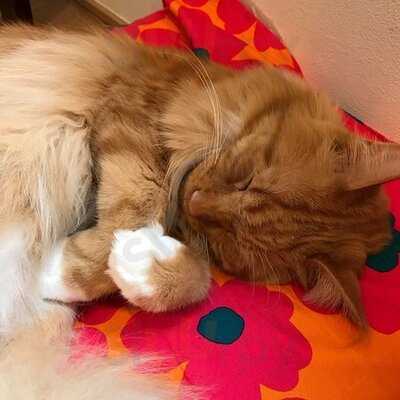 猫カフェ ラグドール 千日前店