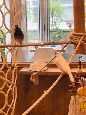 ことりカフェ 心斎橋店