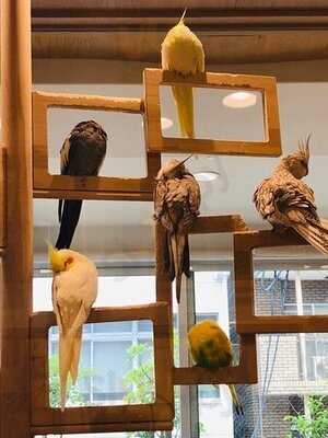 ことりカフェ 心斎橋店