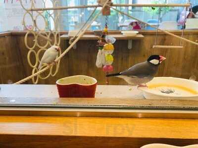 ことりカフェ 心斎橋店