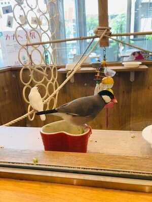 ことりカフェ 心斎橋店