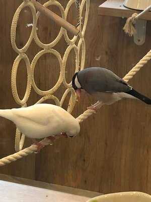 ことりカフェ 心斎橋店