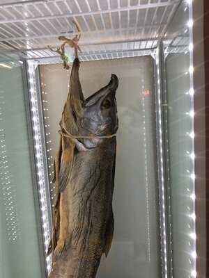 鮭バル Salmonbear