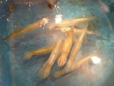 男組　釣天狗　大阪本町店