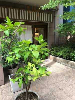 Tea Room森のらくだ