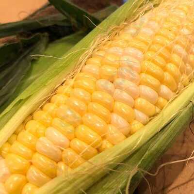 なにわフレンチ Begin