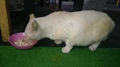 焼肉 ホルモン 福゜福゜ 野田駅下