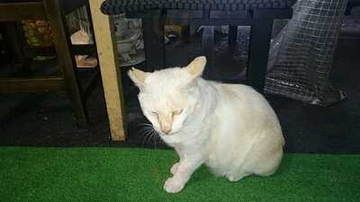 焼肉 ホルモン 福゜福゜ 野田駅下