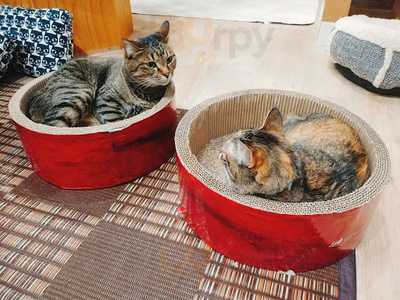 ネコリパブリック 大阪心斎橋店