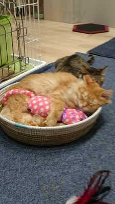 ネコリパブリック 大阪心斎橋店