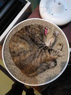 ネコリパブリック 大阪心斎橋店