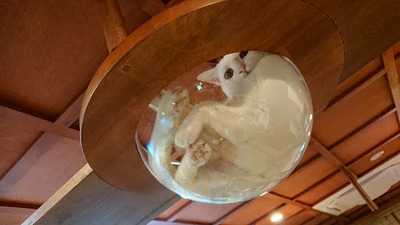 ネコリパブリック 大阪心斎橋店