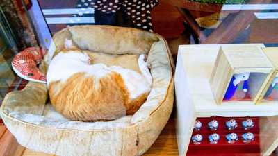 ネコリパブリック 大阪心斎橋店