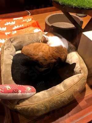 ネコリパブリック 大阪心斎橋店