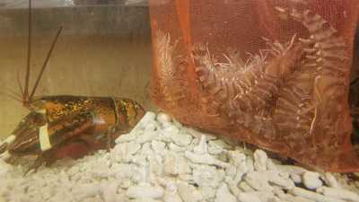 炭焼笑店 陽 天満店