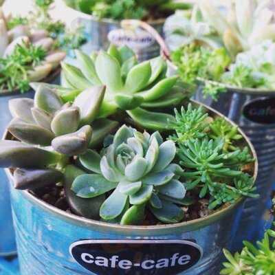 Cafe-cafe ばらんす食堂